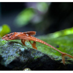 Loricaria red spec. - 4 - 5 cm