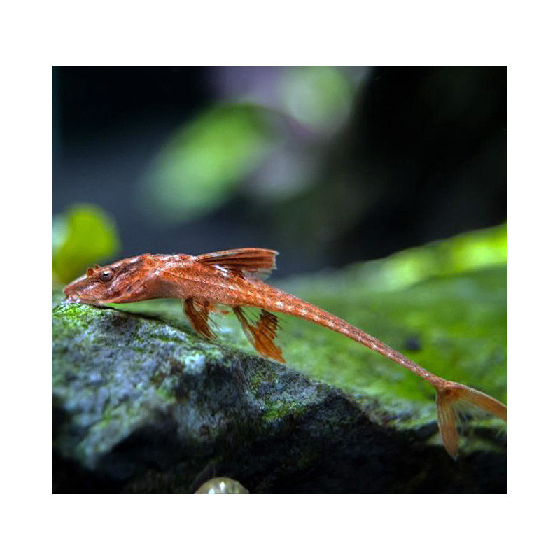 Loricaria red spec. - 4 - 5 cm