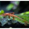 Loricaria red spec. - 4 - 5 cm