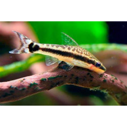 Otocinclus affinis - 2 cm