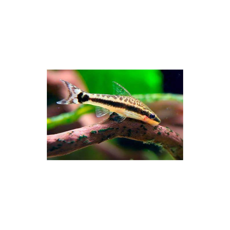 Otocinclus affinis - 2 cm