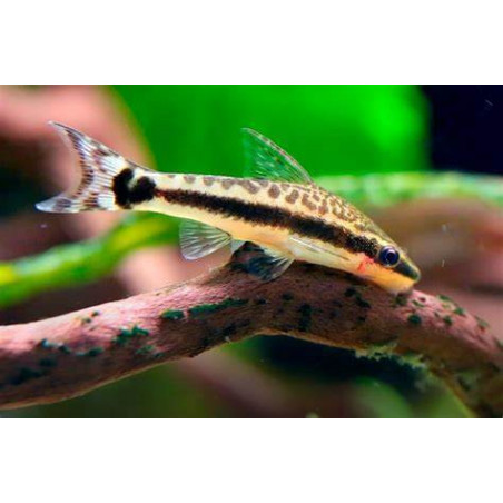 Otocinclus affinis - 2 cm