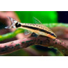 Otocinclus affinis - 2 cm