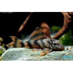 Peckoltia vittata - 3.5 - 4 cm