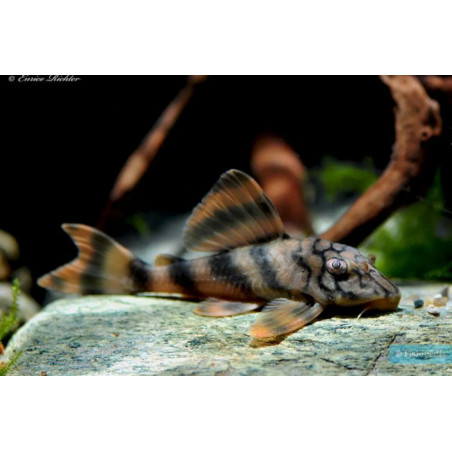Peckoltia vittata - 3.5 - 4 cm