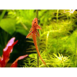 Rineloricaria lanceolata - 4 - 6 cm