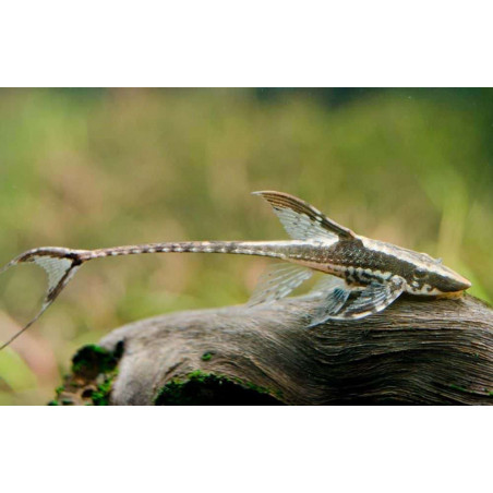 Sturisoma panamense - 4 - 5 cm