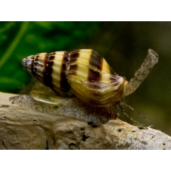 Anentome helena - 0.5 - 1 cm