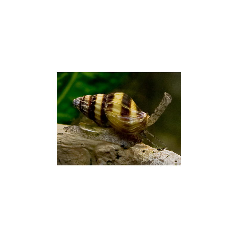 Anentome helena - 0.5 - 1 cm