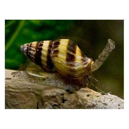 Anentome helena - M
