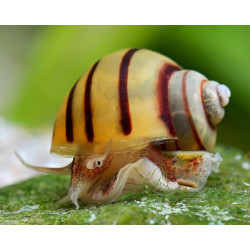 Asolene spixi - 1 - 1.5 cm