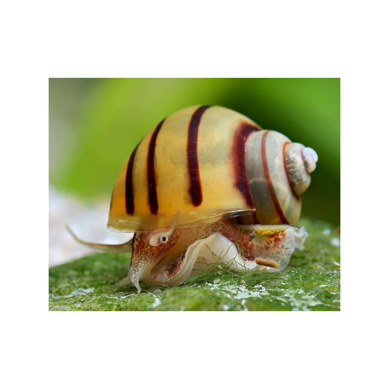 Asolene spixi - 1 - 1.5 cm