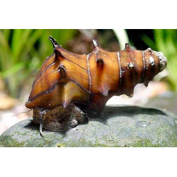 Brotia pagodula - 3 - 4 cm