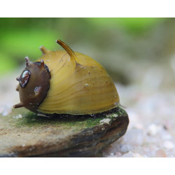 Clithon sp. Thorn - 0.5 - 1 cm