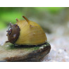 Clithon sp. Thorn - 0.5 - 1 cm