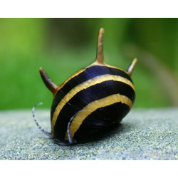 Clithon thorn zebra - 0.5 - 1 cm
