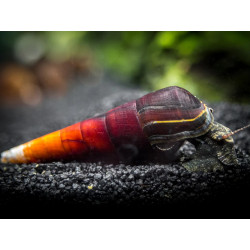 Faunus ater cappuccino sp. - 3 - 5 cm