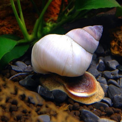Filopaludina martensi - 2 - 3 cm