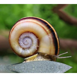 Marisa rotula - 1.5 - 2 cm