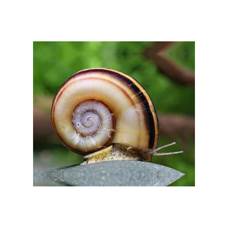 Marisa rotula - 1.5 - 2 cm
