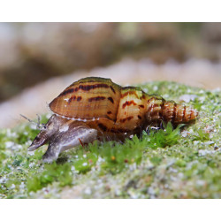 Melanoides granifera - 1 cm