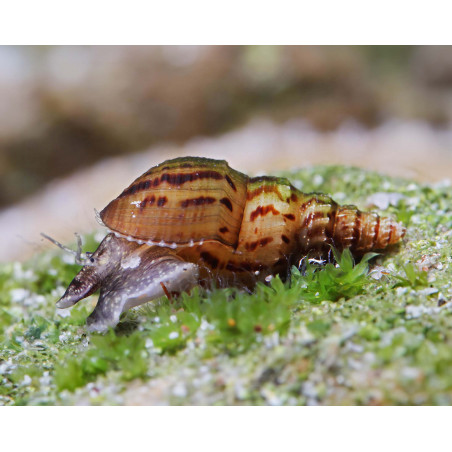 Melanoides granifera - 1 cm