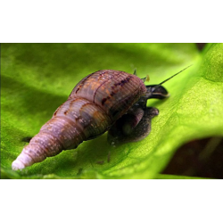 Melanoides tubercularia - 2 cm