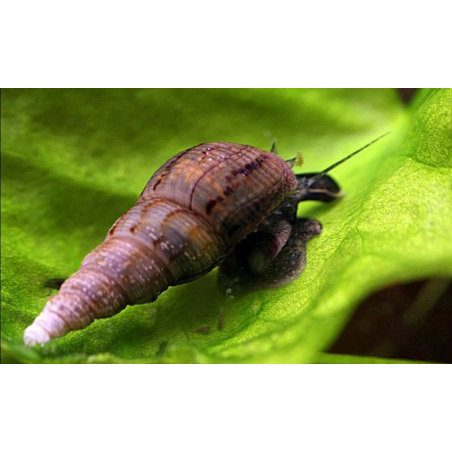 Melanoides tubercularia - 2 cm