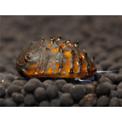 Neritina juttingae - 2 cm