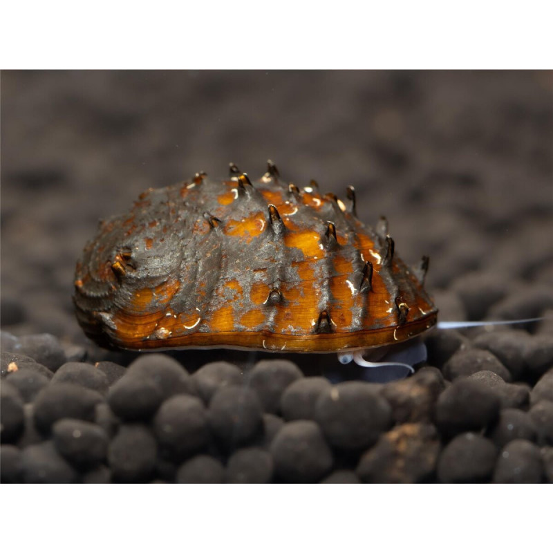 Neritina juttingae - 2 cm