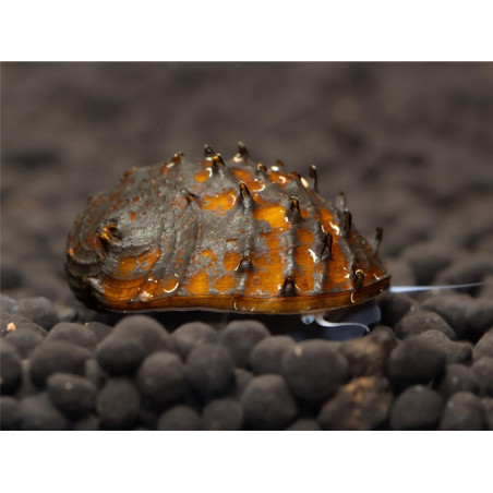 Neritina juttingae - 2 cm