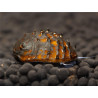 Neritina juttingae - 2 cm