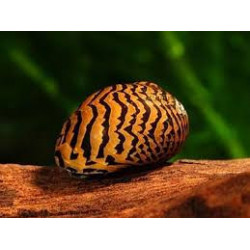Neritina snail - paralella - 2 cm