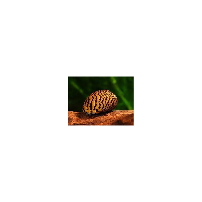 Neritina snail - paralella - 2 cm