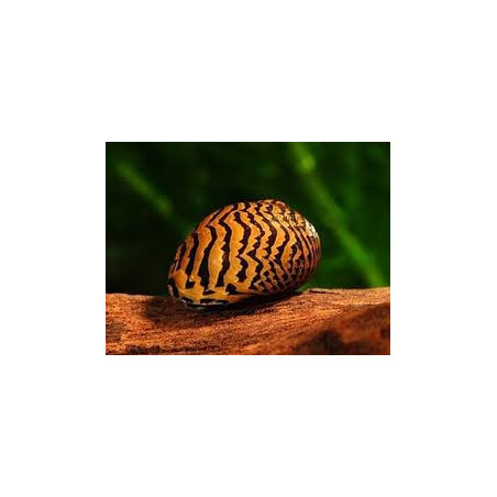 Neritina snail - paralella - 2 cm