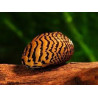 Neritina snail - paralella - 2 cm