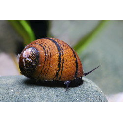 Neritina sp. batik - 1 cm