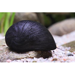 Neritina sp. black helmet - 1 - 2 cm