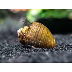 Neritina sp. hair snail - 1.5 cm