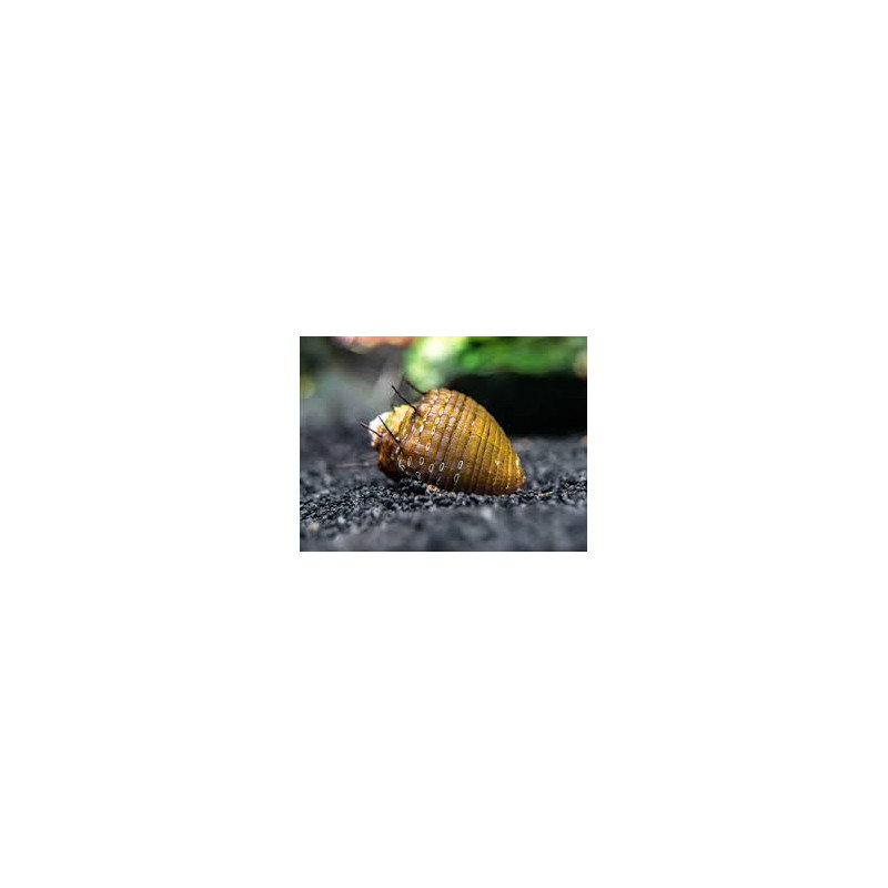 Neritina sp. hair snail - 1.5 cm