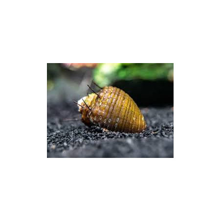 Neritina sp. hair snail - 1.5 cm