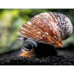 Neritina sp. red lips - 1 - 2 cm
