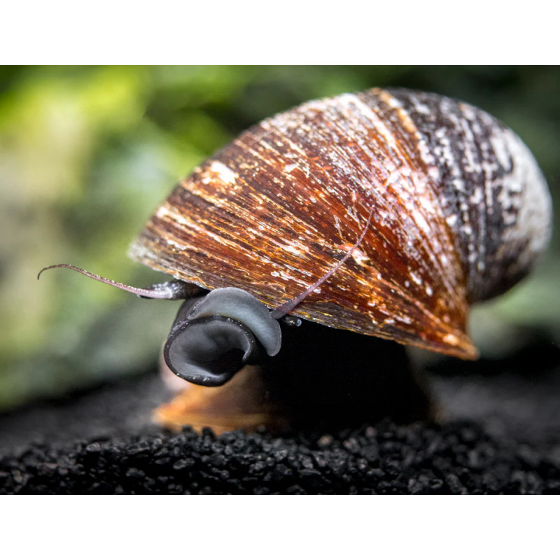 Neritina sp. red lips - 1 - 2 cm