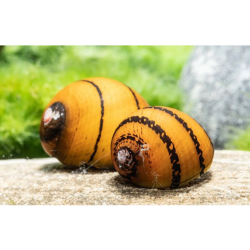 Neritina sp. ring - 2 cm