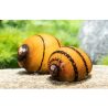 Neritina sp. ring - 2 cm