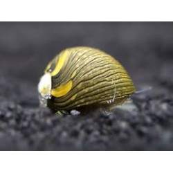 Neritina sp. snail sun - M
