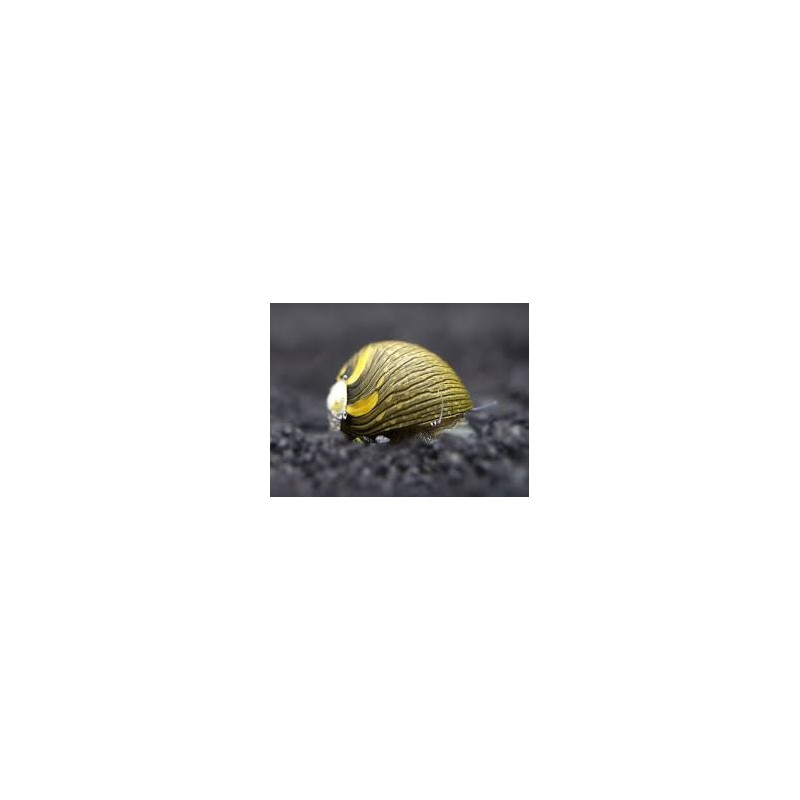 Neritina sp. snail sun - M