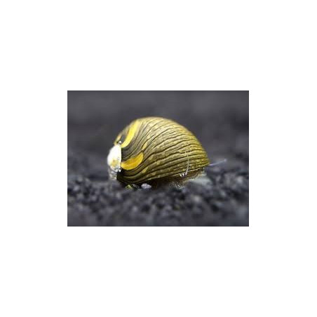 Neritina sp. snail sun - M