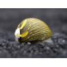 Neritina sp. snail sun - M