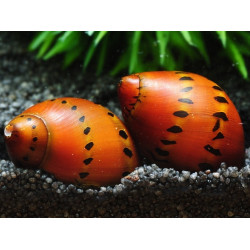 Neritina sp. spotted - 2 cm